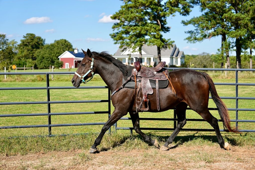 32歳メジロドーベル、リードホースとして第3の馬生