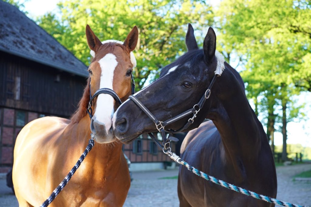 G1馬5頭が集結、新潟記念の豪華メンバー