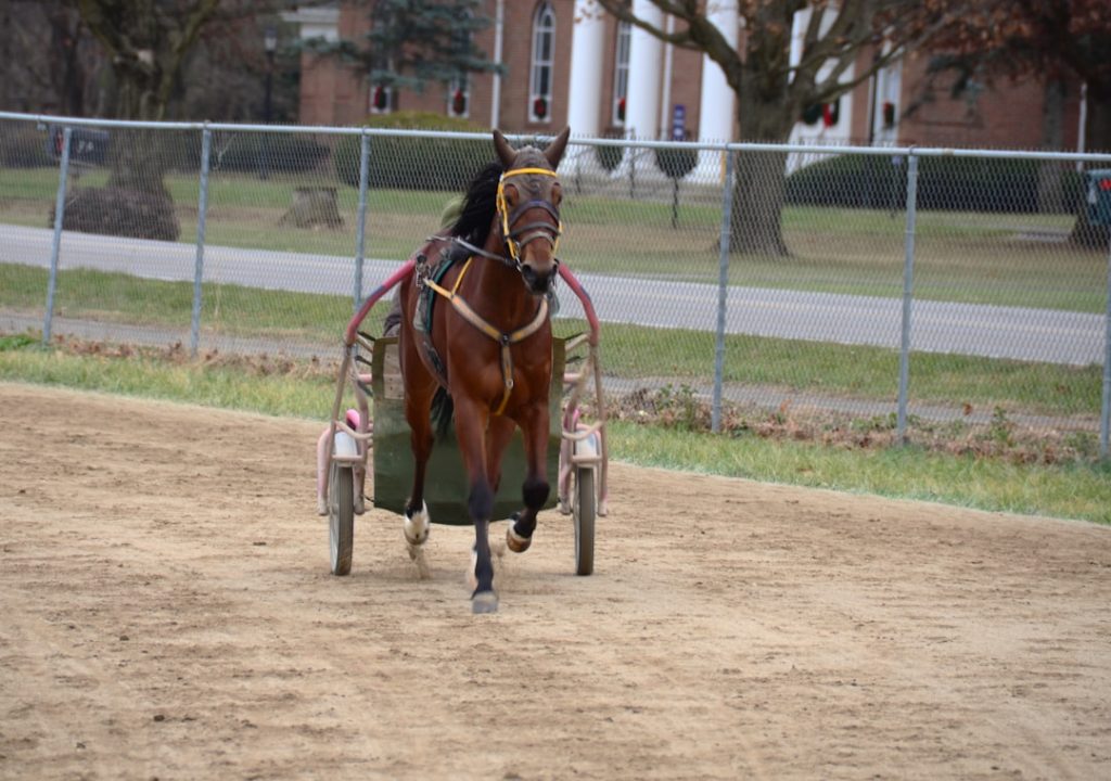 アイビスサマーダッシュは牝馬が強い理由