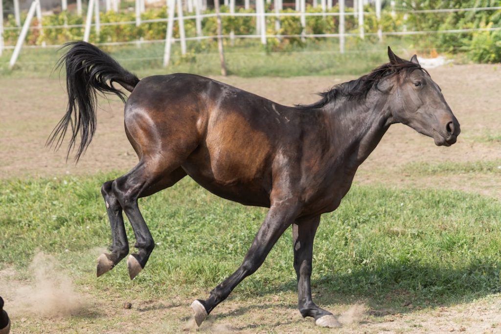 トゥインクルレース40周年、大井競馬で記念グッズ販売