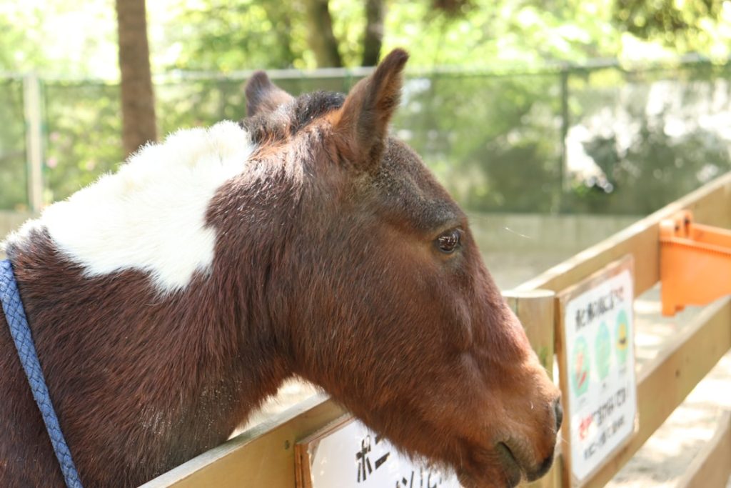 【AI予想】スタールビー特別(3歳)（金沢）出走馬分析・注目馬と見どころ