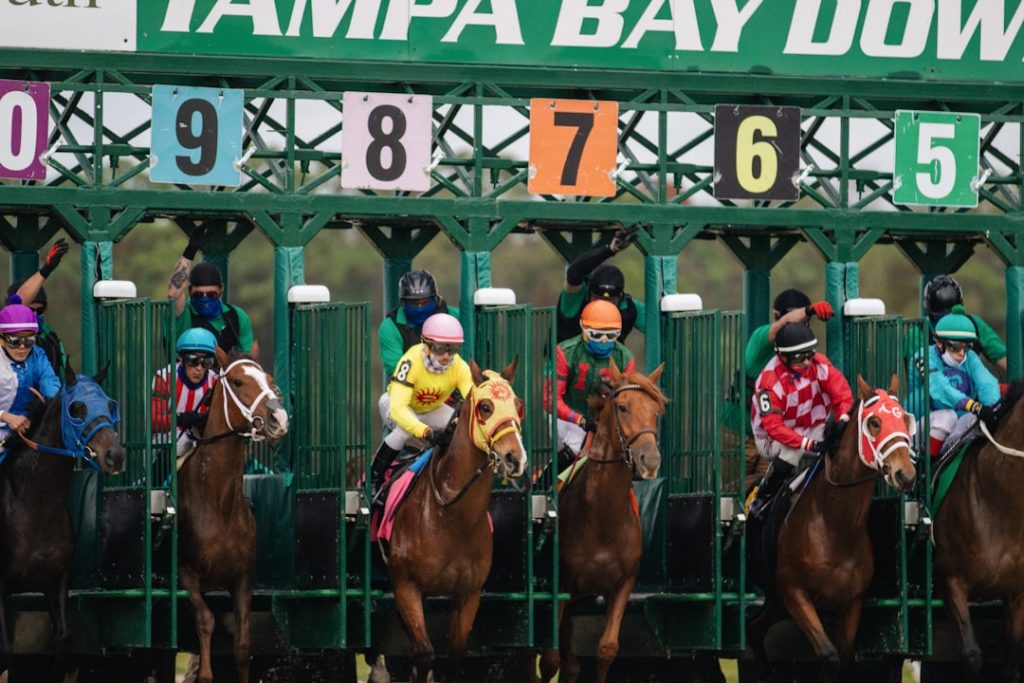 アイビスSD2026 芸能人予想で狙い目馬を発見