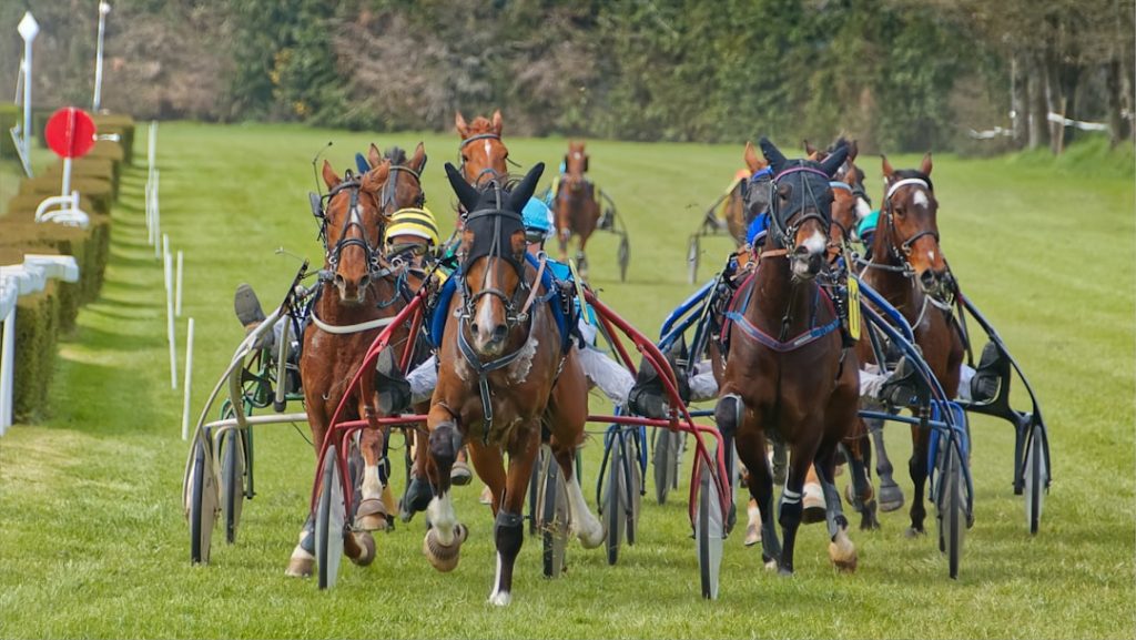 オケマルが復帰戦で快勝、南関東重賞へ
