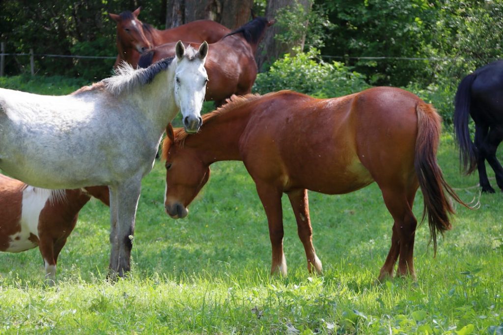 エルムSで勝率100％の最強馬