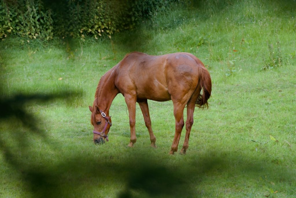 エルムSで夏競馬勝率100％、この夏狙うべき1頭