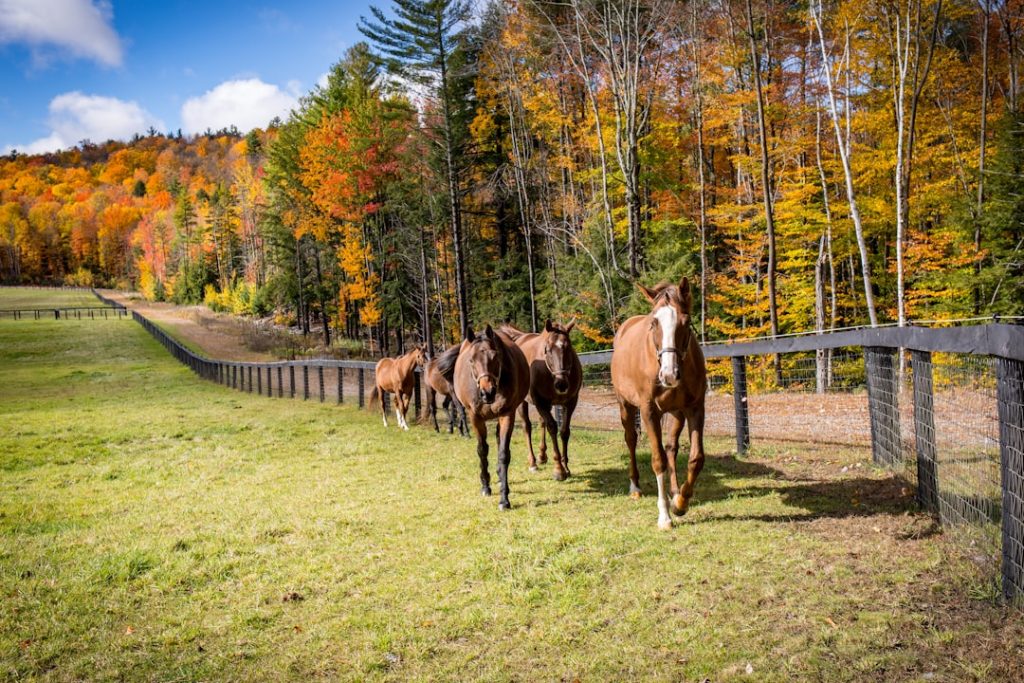 テイエムスパーダが引退、競馬界での活躍に幕