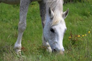 花火特別(C2C3)浦和ダート2000m 人気馬の分析と穴馬の検討