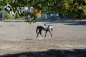 蛍光特別(B) 軽量エースの底力と最近好走馬の台頭