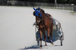 C15 ダート1400m 金沢2R｜ナムラパール堅実も、斤量軽の穴馬に注目