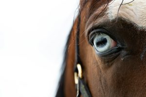 川崎ダート1400m 人気馬の不安定さが生む穴馬チャンス