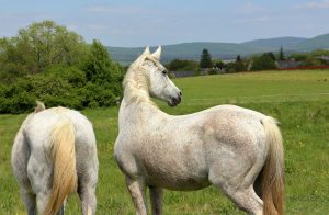 高知新馬戦、軽斤量の◎ベラジオイザーニャが優位も展開次第では波乱も