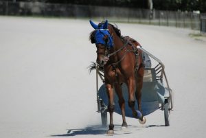 グリーンマーブル賞 キタノリューオーの1.5倍圧倒的優位か