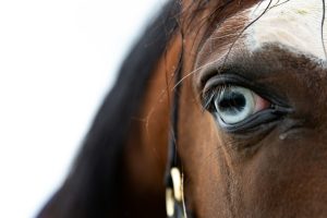 門別8R・C4-2 ライトフライヤーの圧倒的優位性と穴馬の可能性